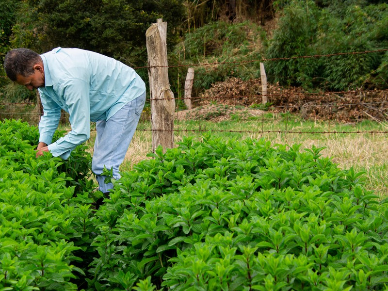 Produtor rural pessoa física cuidando de sua plantação de hortelã, representando o adiamento das exigências da Reforma Tributária produtor rural